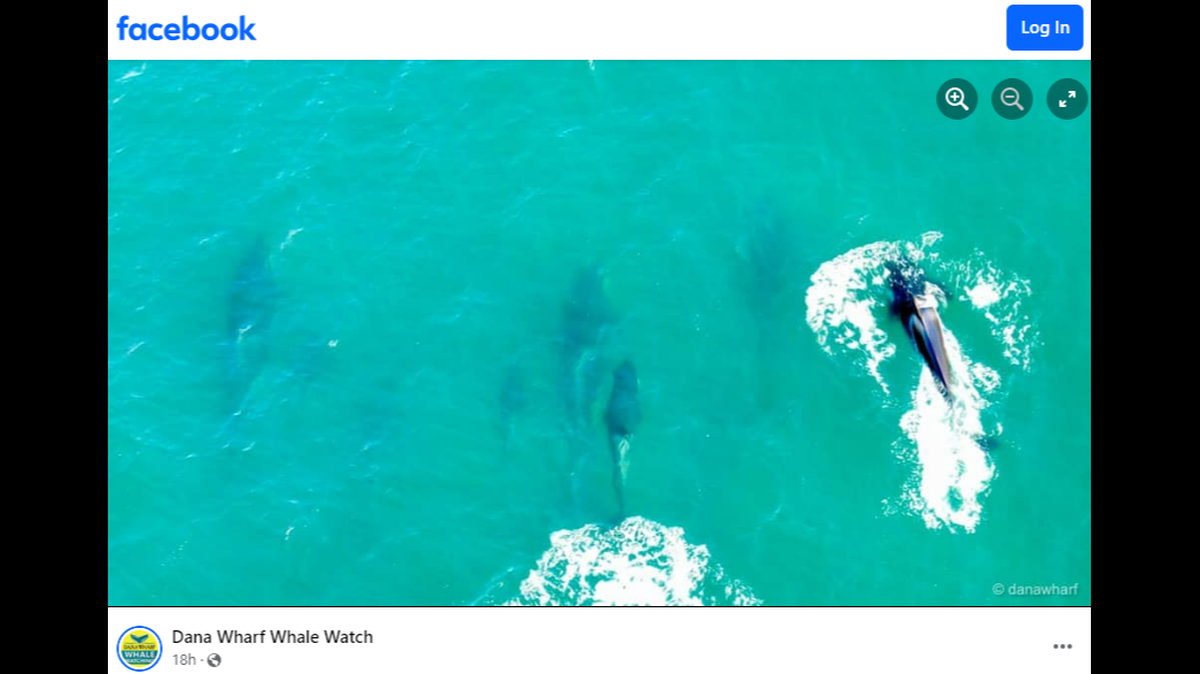 A boat of tourists in California spotted orcas hunting down dolphins, according to a Facebook post.