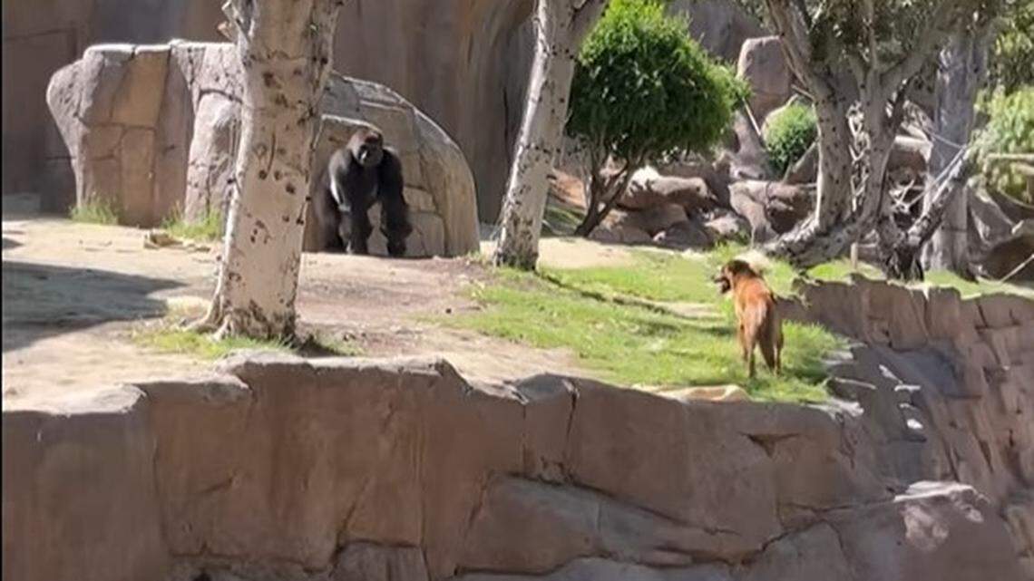 A stray dog was rescued Sunday, June 12, after entering the gorilla habitat at the San Diego Zoo in Escondido, California, officials say.