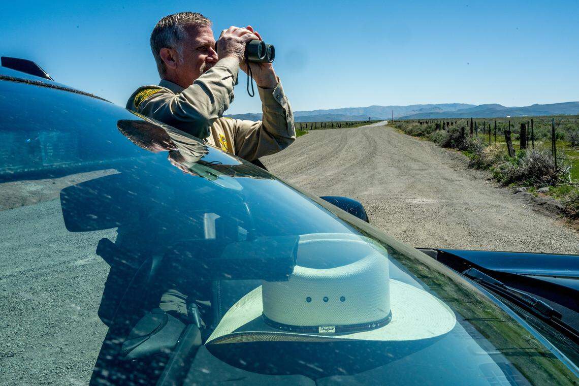 Sheriff Mike Fisher uses binoculars to search for wolves in May in Sierra Valley. “This is a serious issue that needs to be addressed,” said Fisher, who is overwhelmed by the challenge of tracking wolves that have not only injured and killed livestock, but have also grown bold enough to appear near homes and community centers.