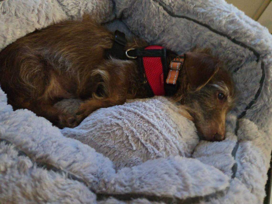 Choco sits in one of his pet beds at Patricia Orozco’s home after returning from Michigan. The wirehaired Dachshund mix was found tied to a fence near a shelter in Lincoln, Mich., and flown home nearly five years after disappearing.