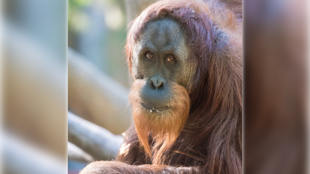 Makan, Sacramento Zoo’s resident male Sumatran Orangutan, died Tuesday at the age of 23 after a long battle with a chronic illness, officials said. Sumatran Orangutans are a Critically Endangered Species, with less than 20,000 of Makan’s species estimated to remain in the wild. In the wild, Sumatran Orangutans typically live up to 30 years. Under human care, they can live up to 50.