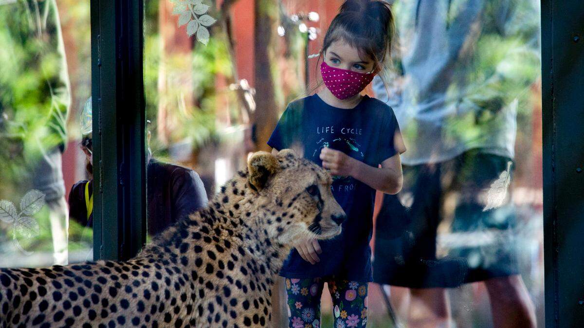 Zoe Bryant, 5, of Sacramento watches the new four-year-old cheetah brothers, Rowdy and Zig Zag, on their first day on exhibit at The Sacramento Zoo, as she visits the zoo with her mom on Friday, April 23, 2021. The zoo recently announced that it was negotiating a potential relocation agreement with Elk Grove.