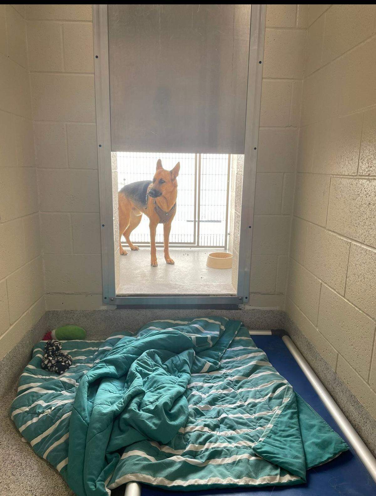 Zeus the 16-month-old German shepherd puppy is seen in a photo taken at the Elk Grove animal shelter and provided to attorney Andrew Shalaby by Zeus’ owner Faryal Kabir.