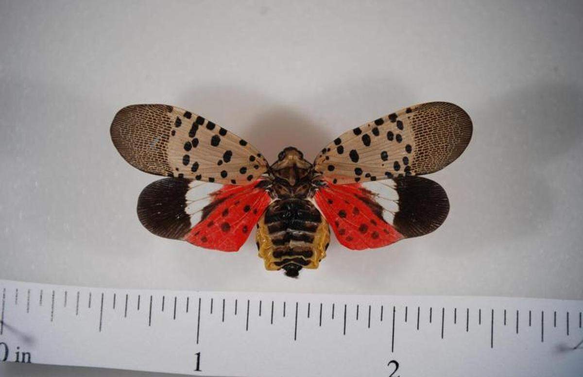A spotted lanternfly with its wings spread.