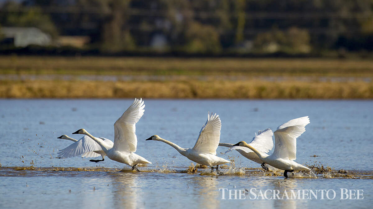 Tundra swans take flight from a rice field east of Marysville in Yuba County.