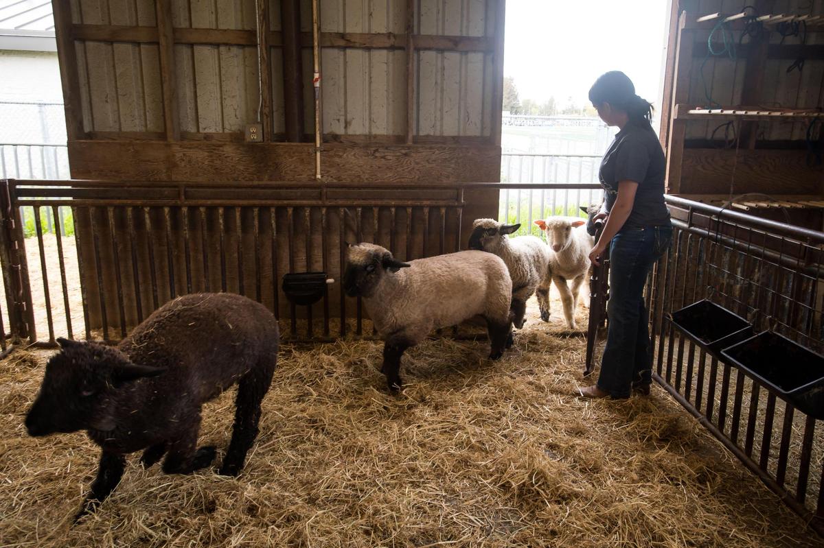 Fourteen-year-old Maci Marez’s black sheep, Jet, leads the way into a pen at Elk Grove High School’s Future Farmers of America farm Thursday, April 6, 2023, on campus.