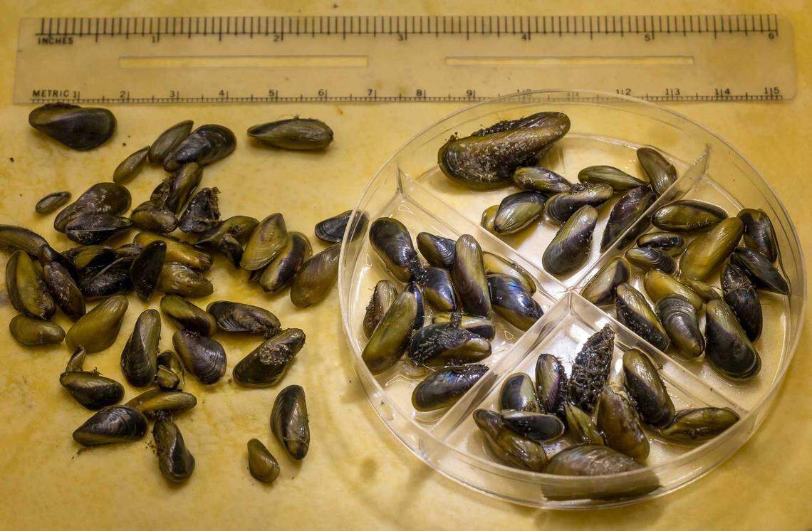 Invasive golden mussels are seen at the state Department of Water Resources’ labs in West Sacramento in November. The invasive bivalves, native to Asia, have prompted officials at other waterways, including Lake Tahoe, to tighten restrictions on boats and decontamination in the hopes of thwarting the mussels’ spread.