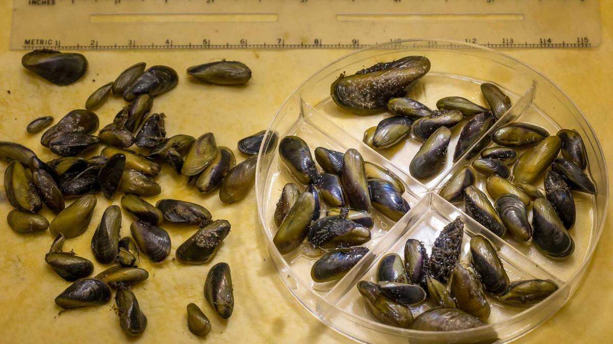 Invasive golden mussels are seen at the state Department of Water Resources’ labs in West Sacramento in November. The invasive bivalves, native to Asia, have prompted officials at other waterways, including Folsom Lake, to tighten restrictions on boats and decontamination in the hopes of thwarting the mussels’ spread.