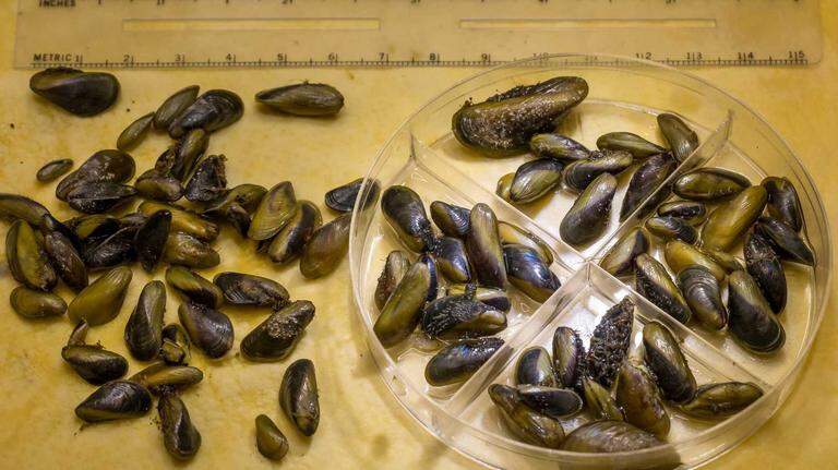 Golden mussels still a threat to California waterways. Here’s what to know