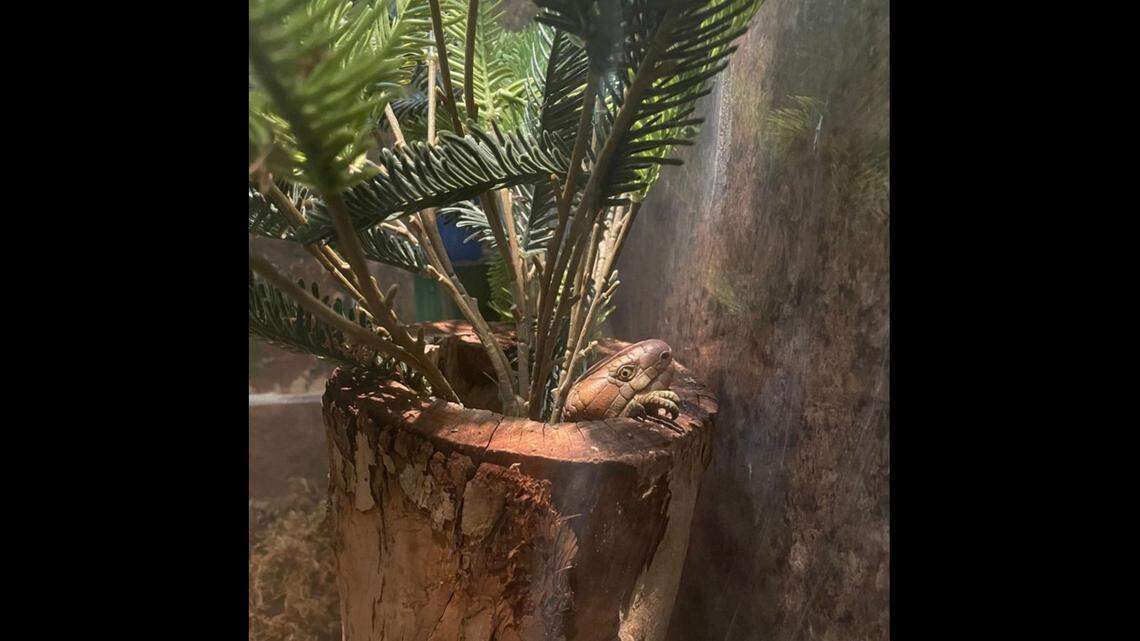 A creature is hiding in this photo taken at ZooMontana in Billings. It’s native to Solomon Islands, which are northeast of Australia.