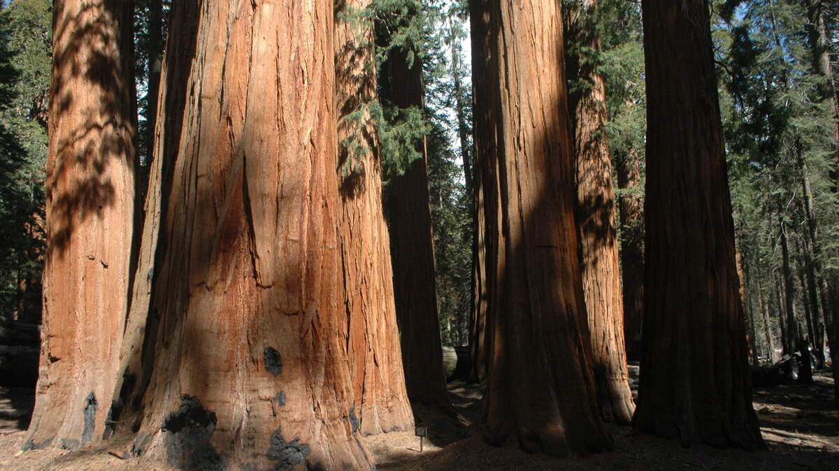 The Congress Trail at Sequoia National Park separates hikers from the Sherman Tree crowd and introduces dozens of other giant trees.