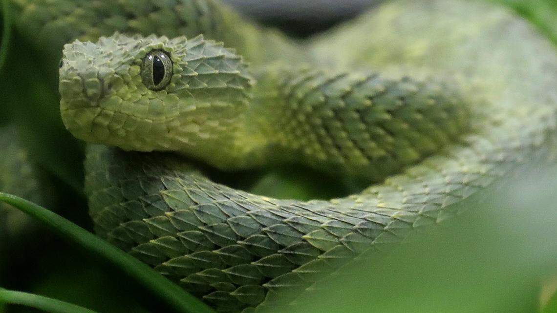 In this Dec. 14, 2018, photo, an African bush viper venomous snake is displayed for reporters at the Woodland Park Zoo in Seattle. A San Diego Zoo wildlife care specialist is hospitalized after being bitten by an African bush viper, officials say.