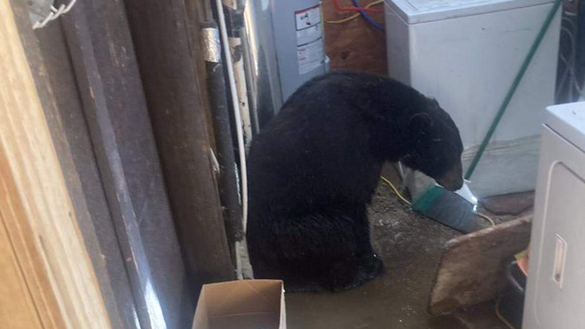 A bear was found in the laundry room of a California home.