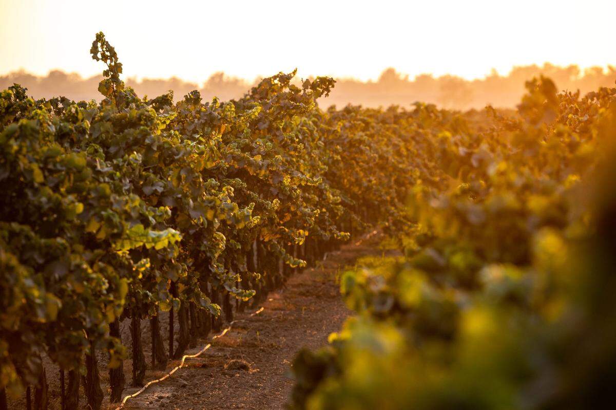 Rows of grapes grow in Clarksburg, where chenin blanc has been the keystone grape for decades.