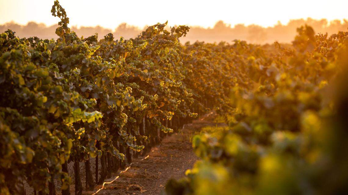 Cream of the crops: Here were Sacramento’s Top 10 agricultural commodities in 2020