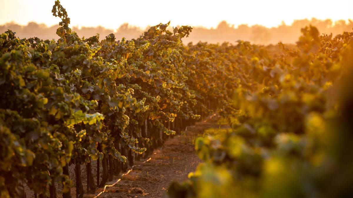 Explore Sacramento’s wine regions with this interactive map