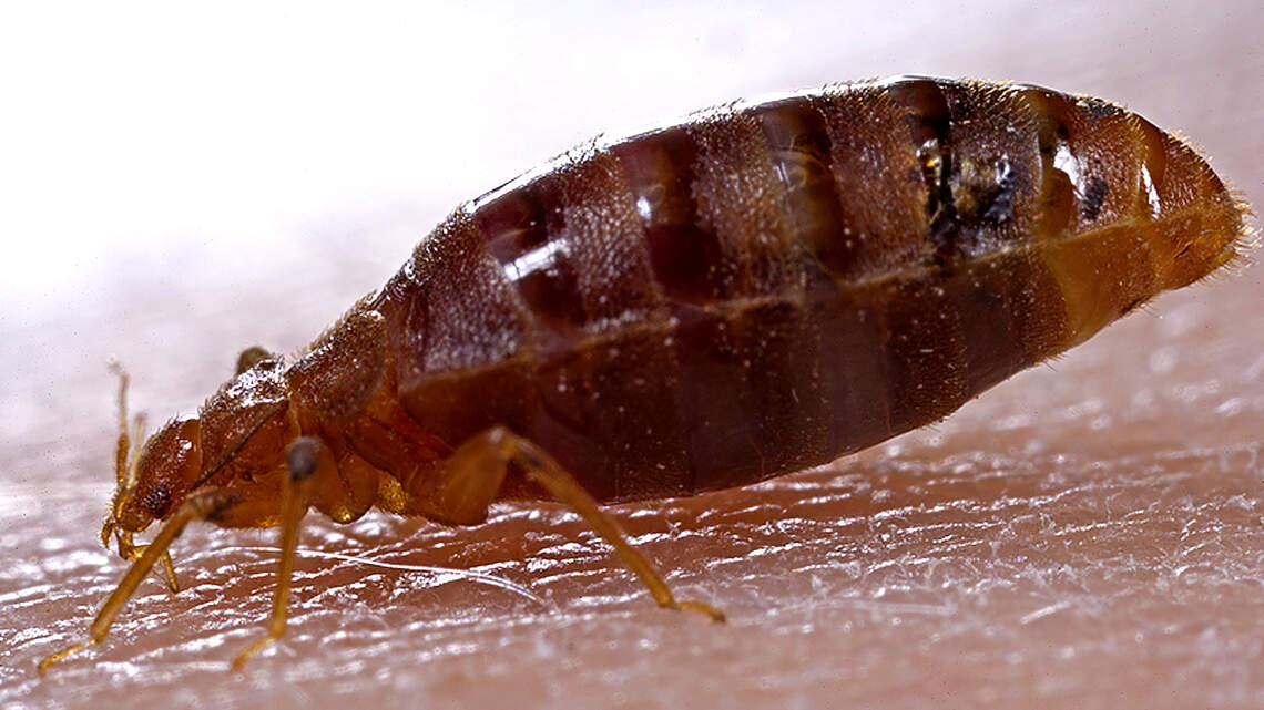 State education department fights bedbugs. How to keep them out of your home