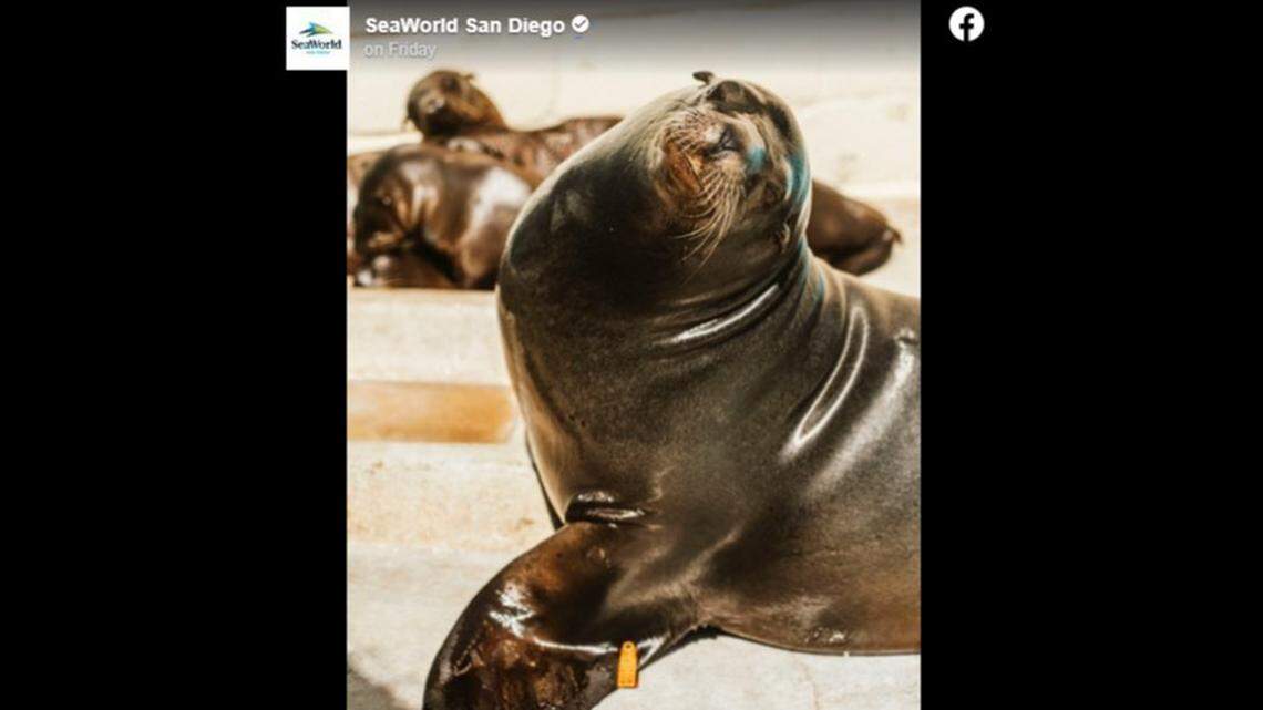 Freeway the sea lion known for wandering a California highway was euthanized, officials said.