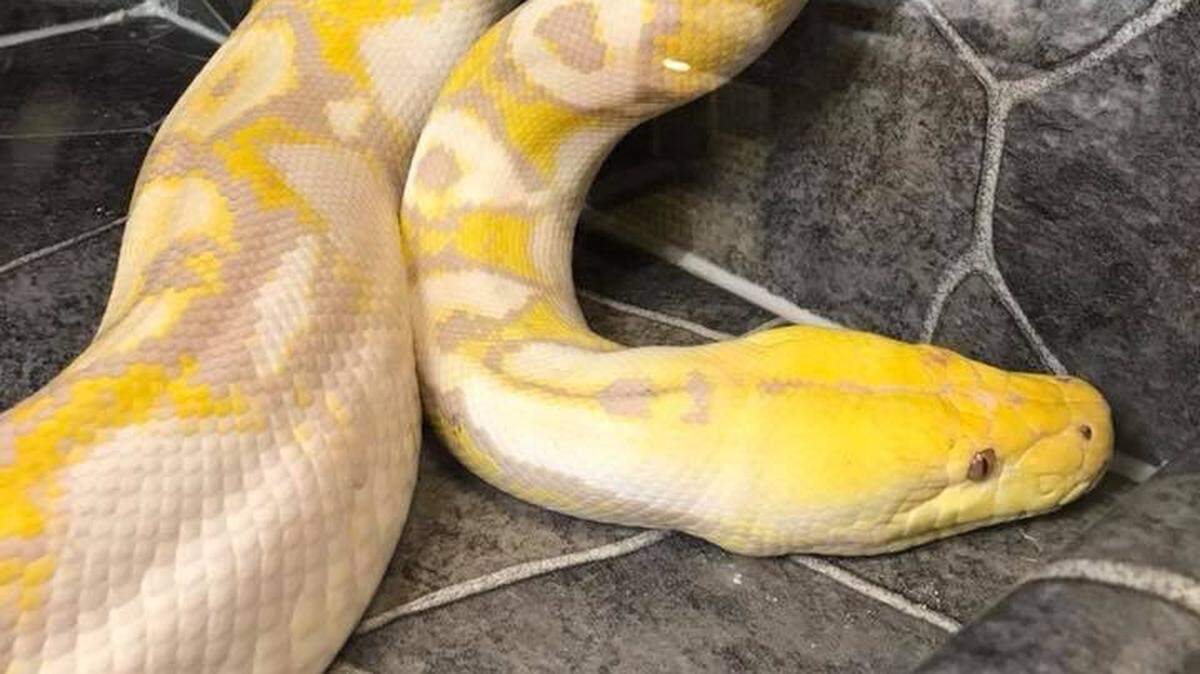 This 14-foot albino python named Eres has gone missing after having to be evacuated from a reptile shop in Redding due to the Carr Fire’s Thursday night explosion in size and intensity.