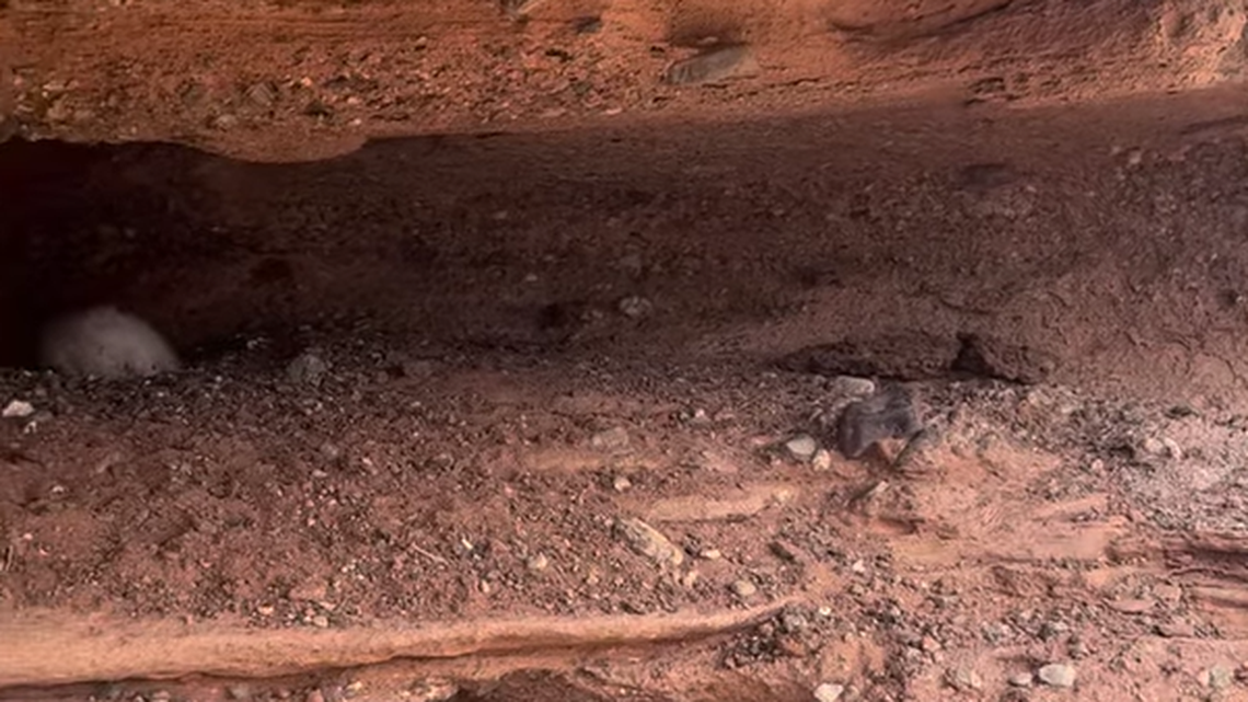 Now that spring is here, baby animals are popping up everywhere — including in some unexpected places. Wildlife officials in New Mexico recently spotted baby critters snoozing on a ledge directly above a venomous predator. 