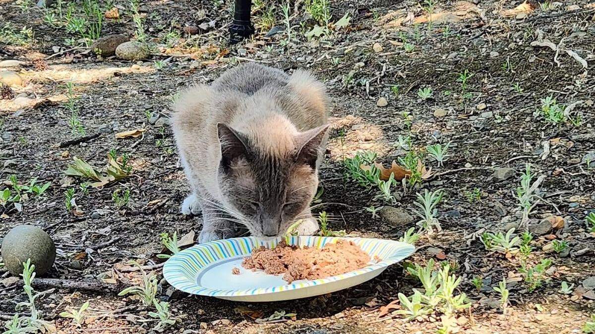 Rayne Beau, pronounced “rainbow,” got lost in Yellowstone. He was found in Roseville, much to his human parents’ relief.
