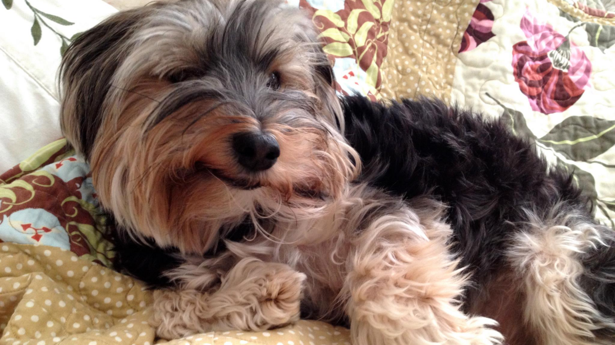 Mixed-breed dog Tucker died after being scalded in a shower, according to Sacramento County prosecutors.