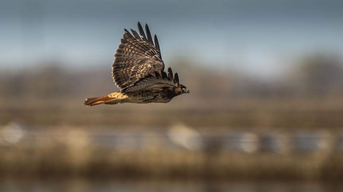 A red-tail hawk soars over a rice field near Marysville. California’s hawks and owls face deadly rodenticides.