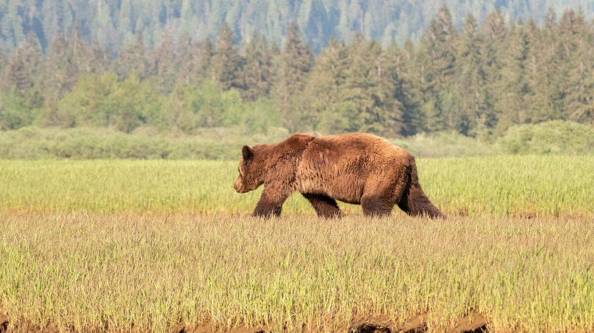 A woman died in an apparent bear attack, not involving the one pictured here, on a trail west of Yellowstone National Park in Montana, wildlife officials reported.