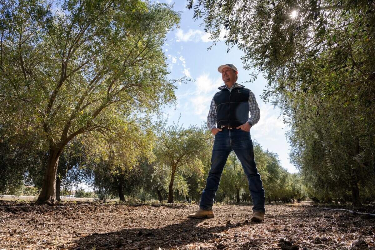 Jim Etters, director of land management for the Yocha Dehe Wintun Nation, stands in the Séka Hills olive tree orchard last week.