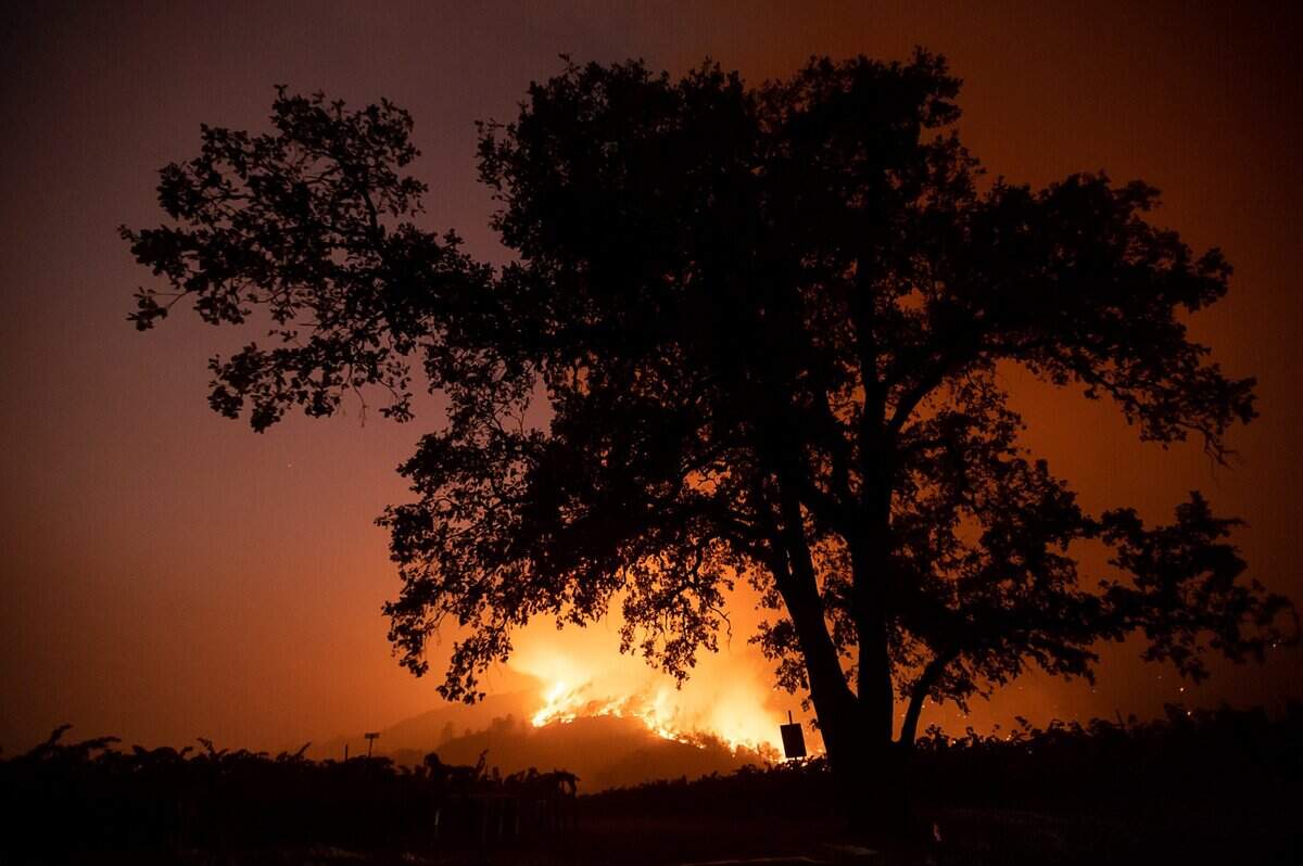 Tress and vegetation burn near Pickett Road towards the Kenefick Ranch Vineyard & Winery during the Glass Fire near Calistoga on Monday, Sept. 28, 2020.