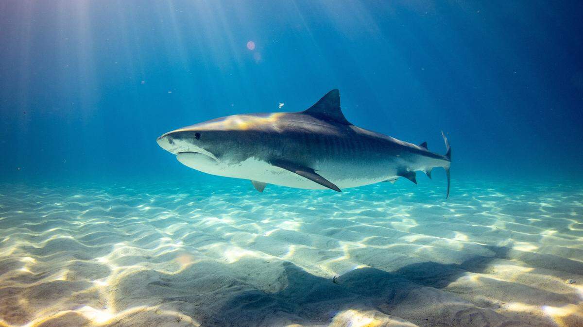 A search continues for a swimmer who vanished after being attacked by a shark at Point Reyes National Seashore, California officials say.