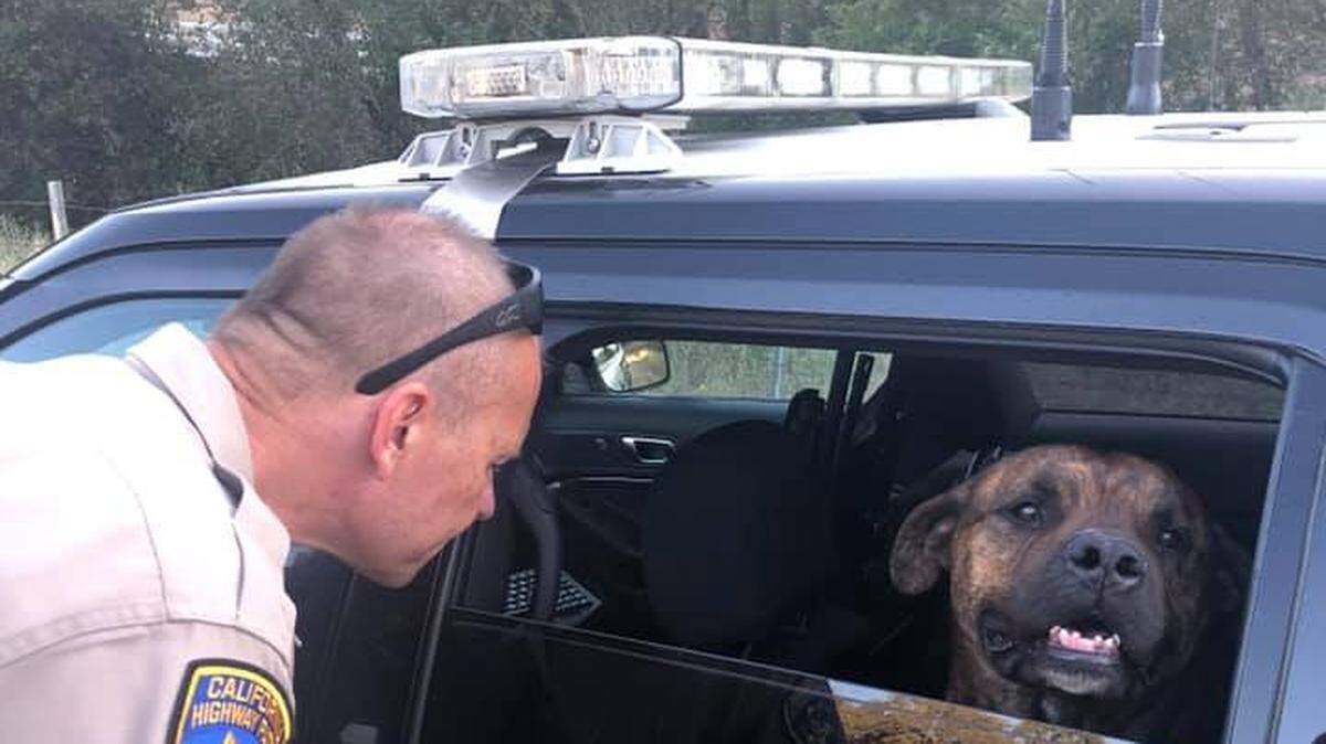 A dog allegedly abandoned on the side of westbound Highway 50 Sunday evening was rescued by California Highway Patrol officers.
