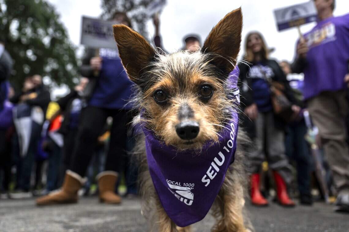 ‘Our strike is moving forward.’ SEIU Local 1000 doesn’t make last-minute deal