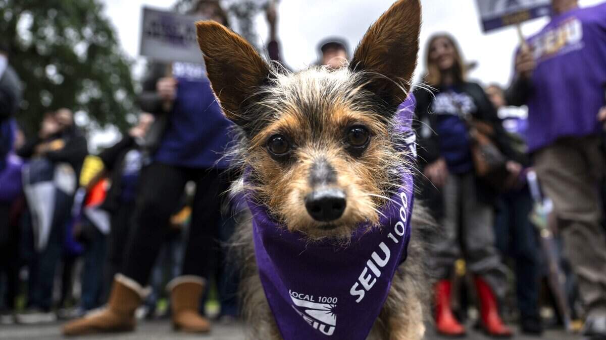 ‘Our strike is moving forward.’ SEIU Local 1000 doesn’t make last-minute deal