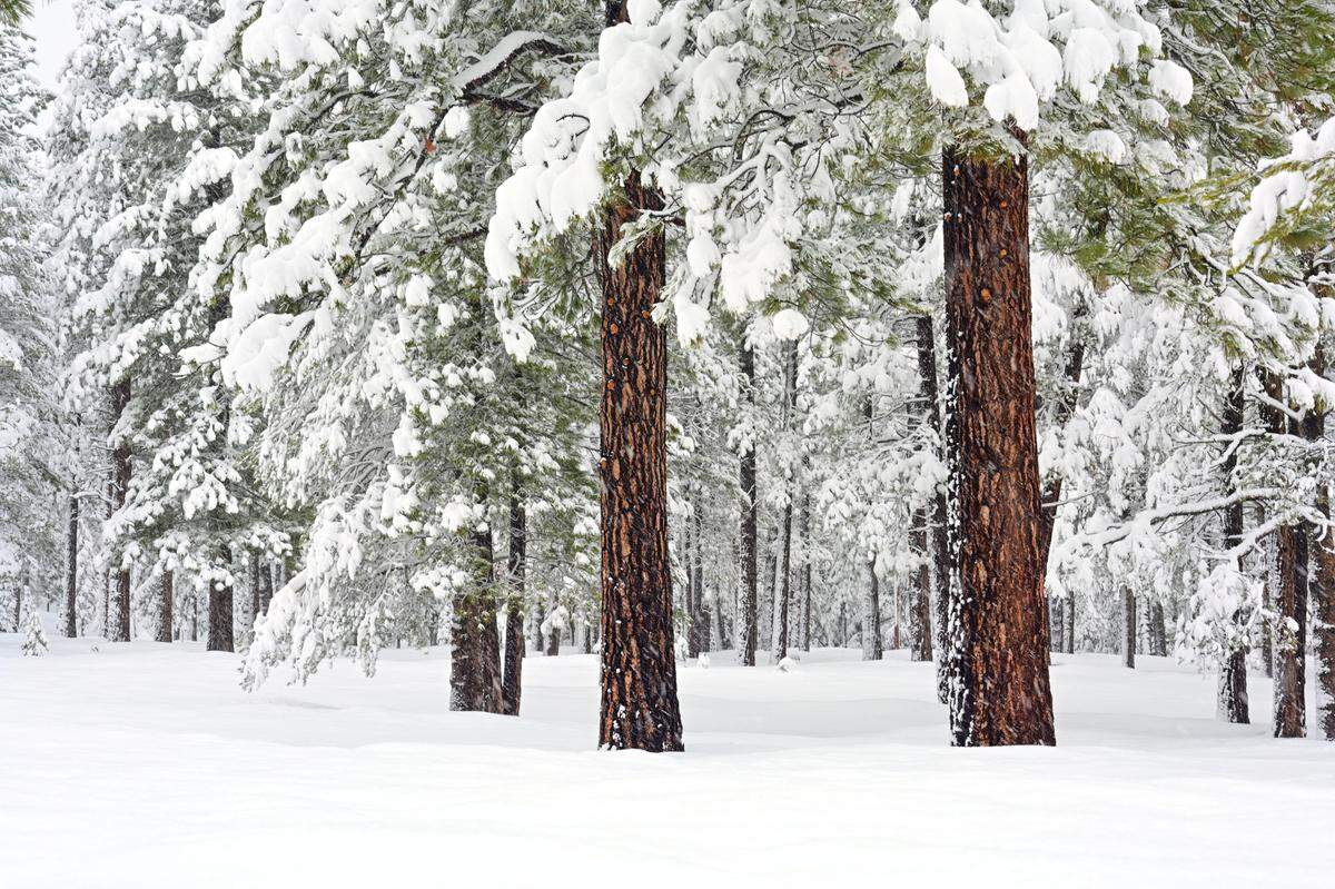 The Tahoe Cross Country Ski area in Tahoe City is seen in February 2025.