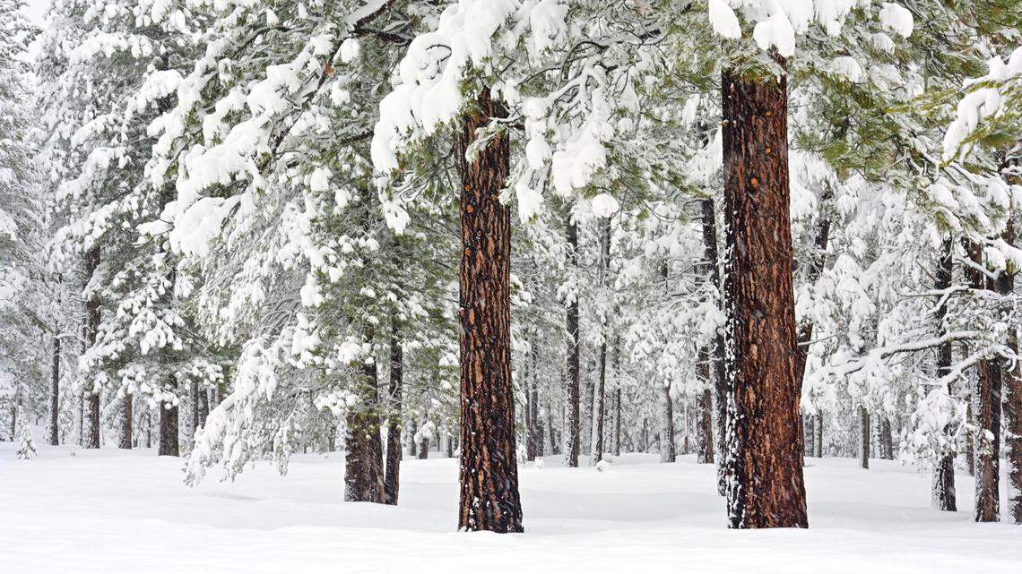 Tahoe-area resorts see ‘prime’ skiing conditions after storms. How much snow fell in Sierra?