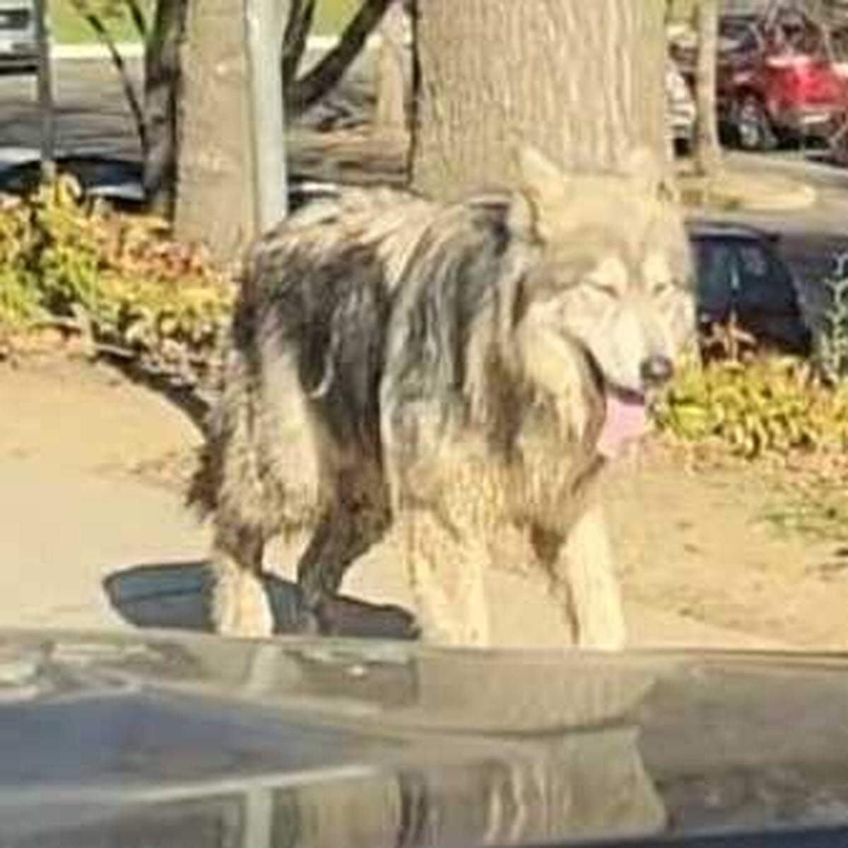 A suspected wolf-dog hybrid is seen roaming a South Natomas office park across Garden Highway from Discovery Park on Tuesday, Jan. 14, 2025. Animal control officials say two remain on the loose after three were captured following biting incidents.