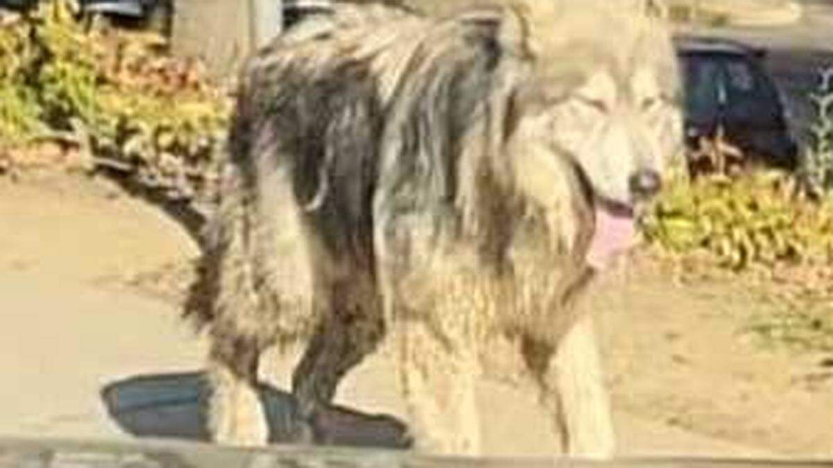 A suspected wolf-dog hybrid is seen roaming a South Natomas office park across Garden Highway from Discovery Park on Tuesday, Jan. 14, 2025. Animal control officials say two remain on the loose after three were captured following biting incidents.