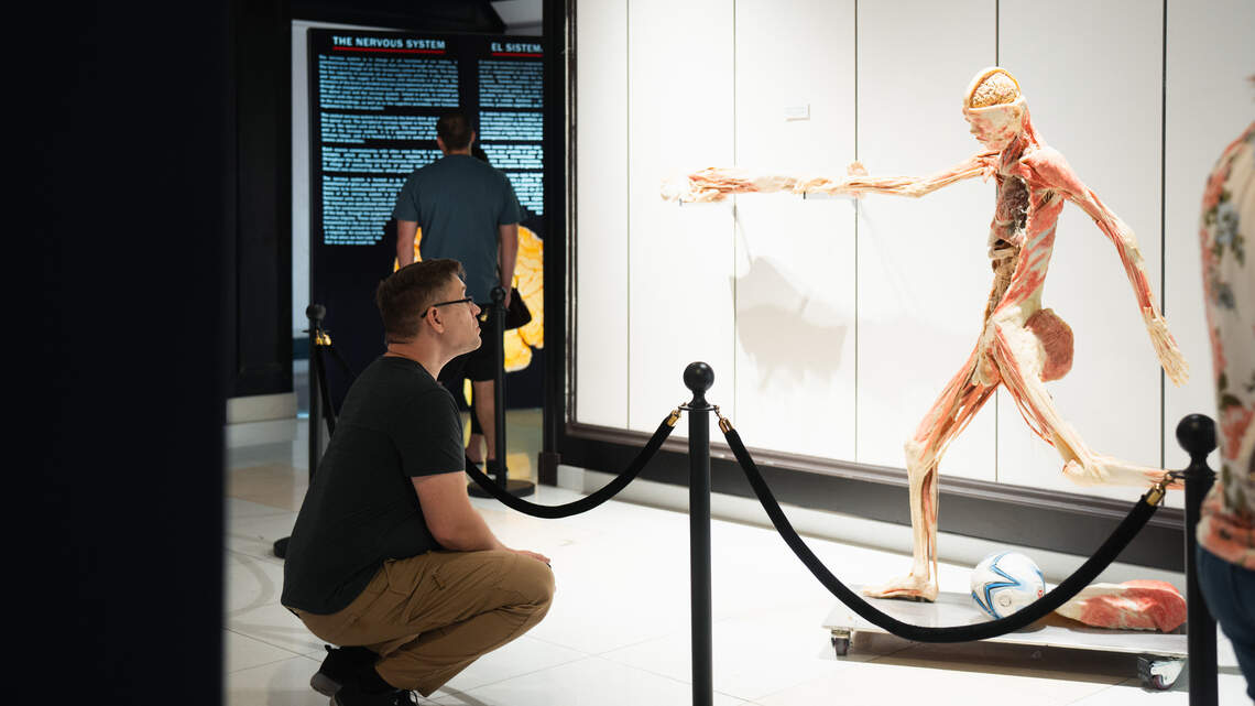 Anatomy exhibit opens in Sacramento, taking visitors on a tour inside the human body