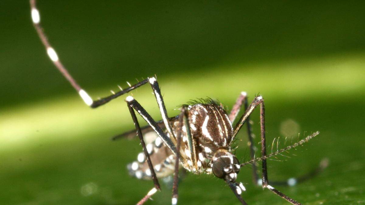 Aedes aegypti mosquito stands on green surface 