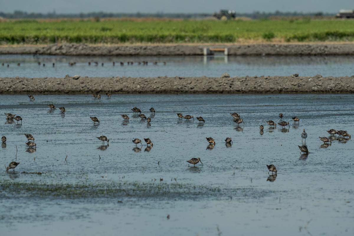 A flock of dowitchers forage for food in a flooded agricultural field off Highway 45 in Yolo County in August. The BirdReturns program focuses on shorebirds because their ecology closely aligns with the temporary wetland habitats created by flooded farmland, addressing urgent conservation needs by providing crucial resting places and food during migration.