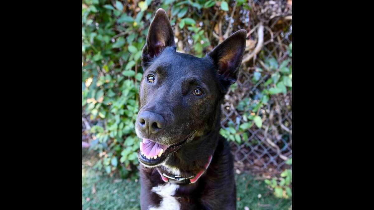 Aria, a female 6-year-old Australian Cattle Dog/American Staffordshire mix, is available for adoption at the Sacramento County SPCA.
