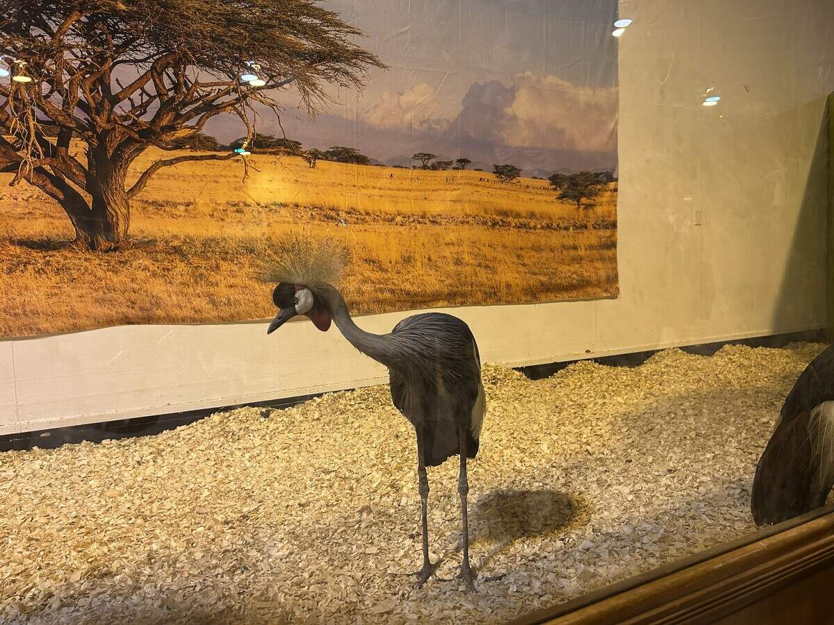 African Crowned Crane from It’s A Wild Wild World Adventure, at Expo Center Building three. This exhibit allowed guests to get close to an array of animals.