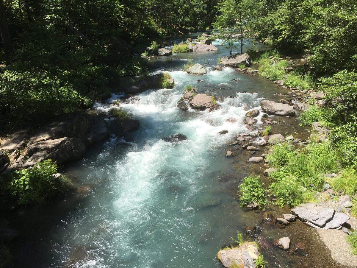 Endangered winter-run Chinook salmon once spawned in the cold McCloud River above Shasta Reservoir. A reintroduction plan would return them to the higher-elevation river, where their eggs would be safer from the summer heat.