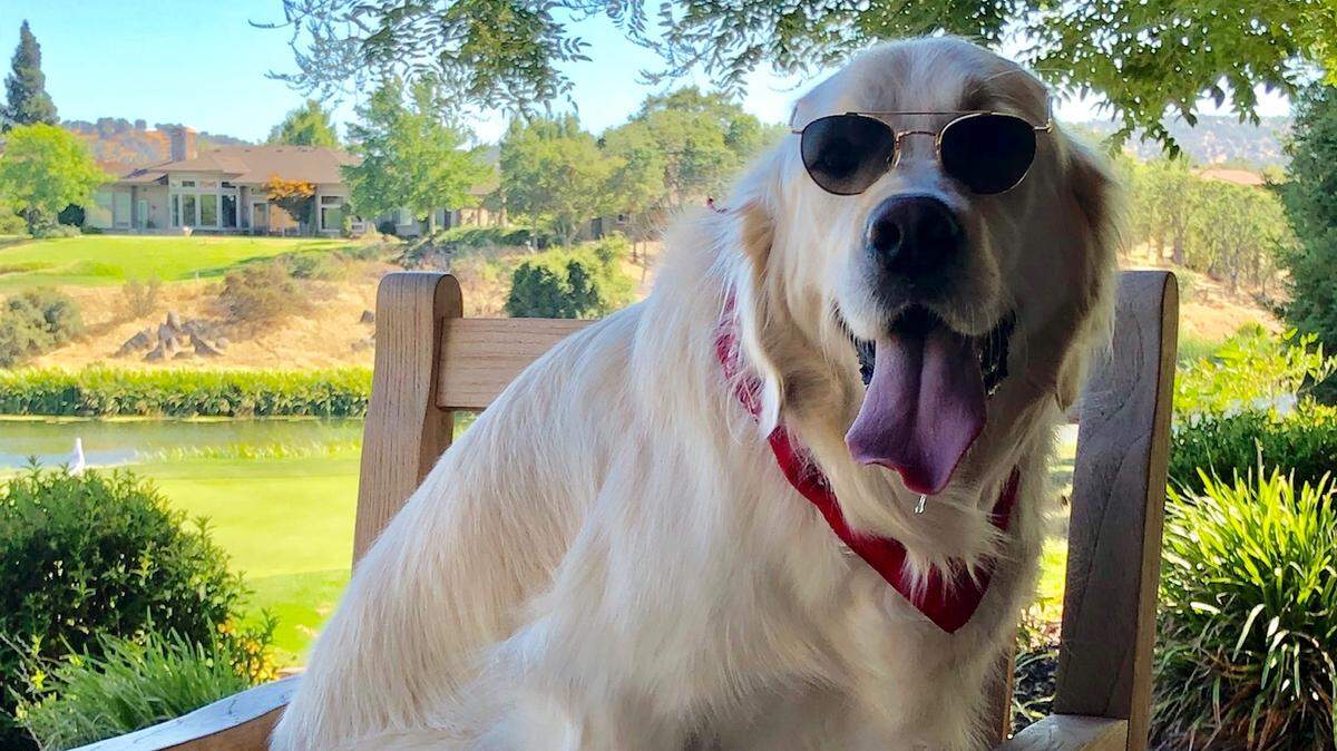 Copper is a five-year-old golden retriever who lives in Copperopolis, California.