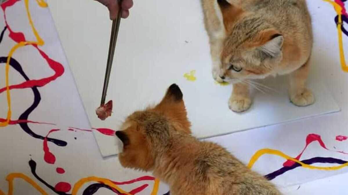 Arabian sand cats being lured by a piece of meat while painting for the Folsom City Zoo Sanctuary’s art show, located at the Gallery at 48 Natoma.