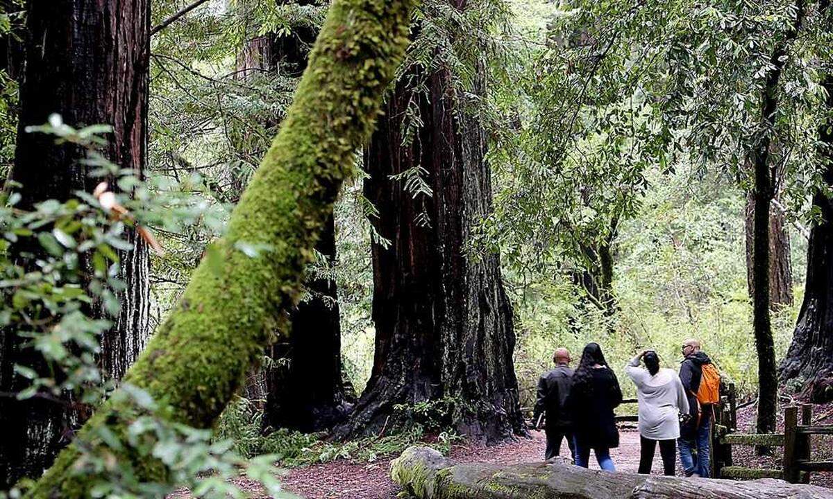 Big Basin Redwoods State Park.