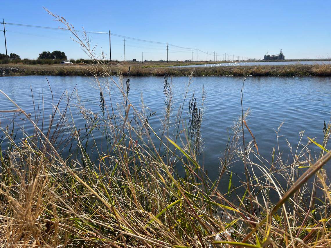The Montna Farms drying and storing facility sits in the distance Tuesday, Oct. 29, 2024, south of Yuba City. The farming operation recently harvested its rice fields, flooding them with water as a conservation effort providing water for waterfowl migrating along the Pacific Flyway.