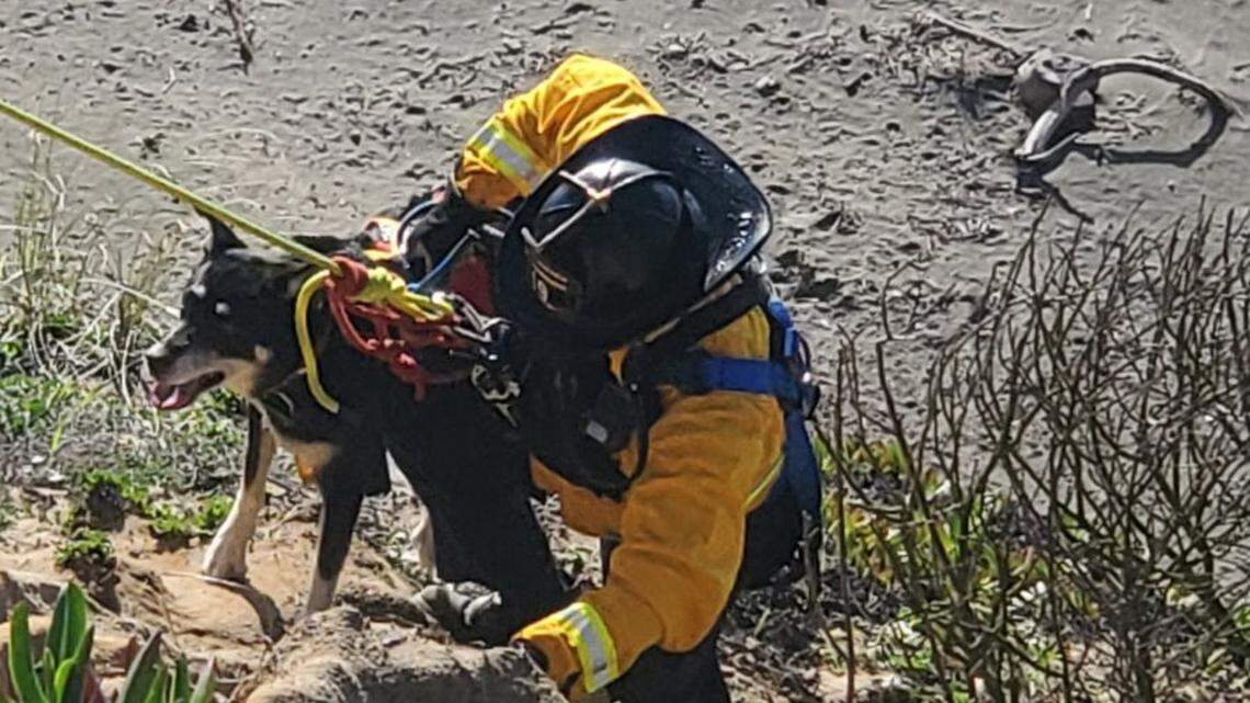 San Francisco firefighters rescued a dog trapped on a cliff overlooking a beach at Fort Funston, officials say.