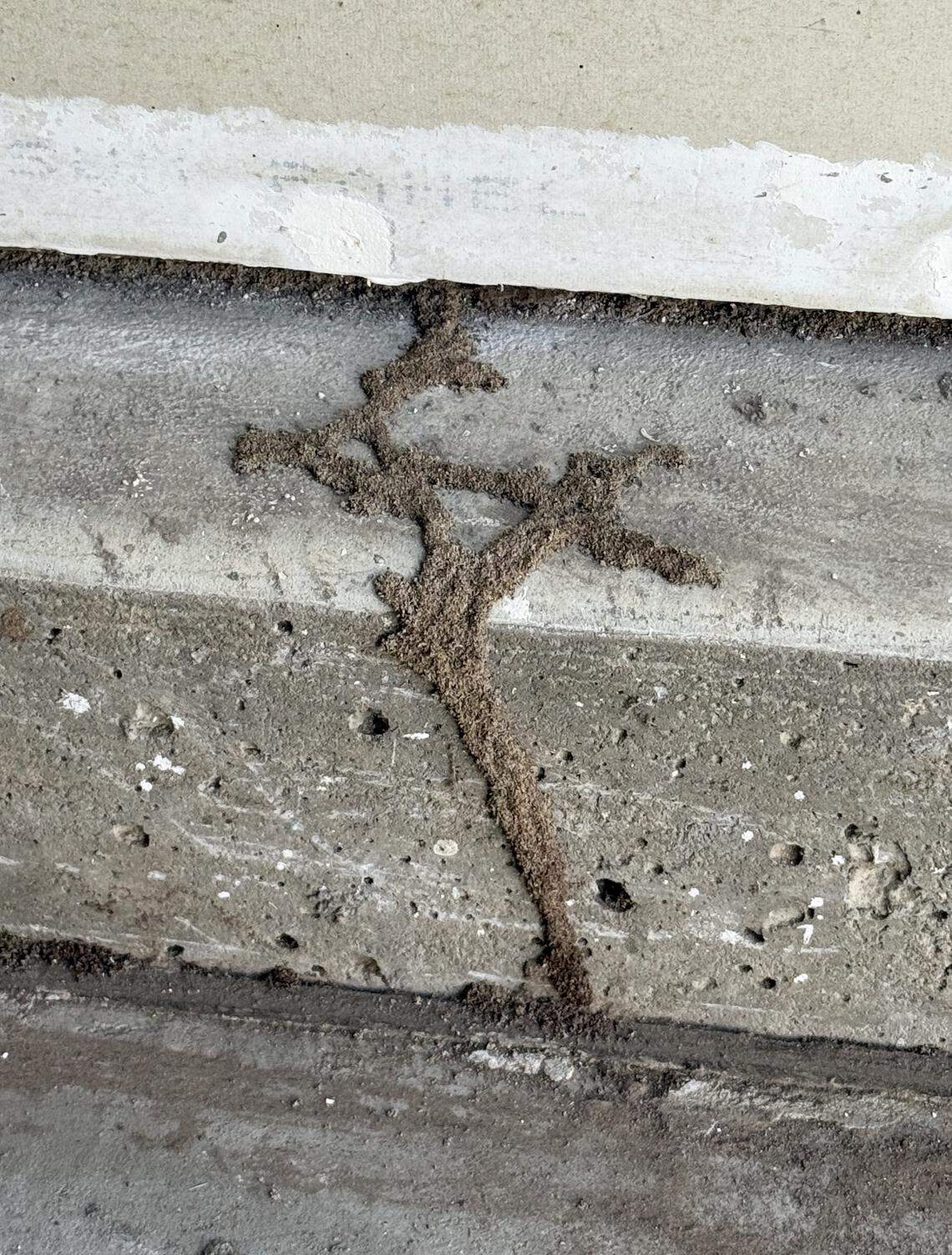 Mud tube from subterranean termites.